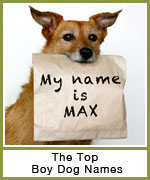 popular-male-dog-names-th